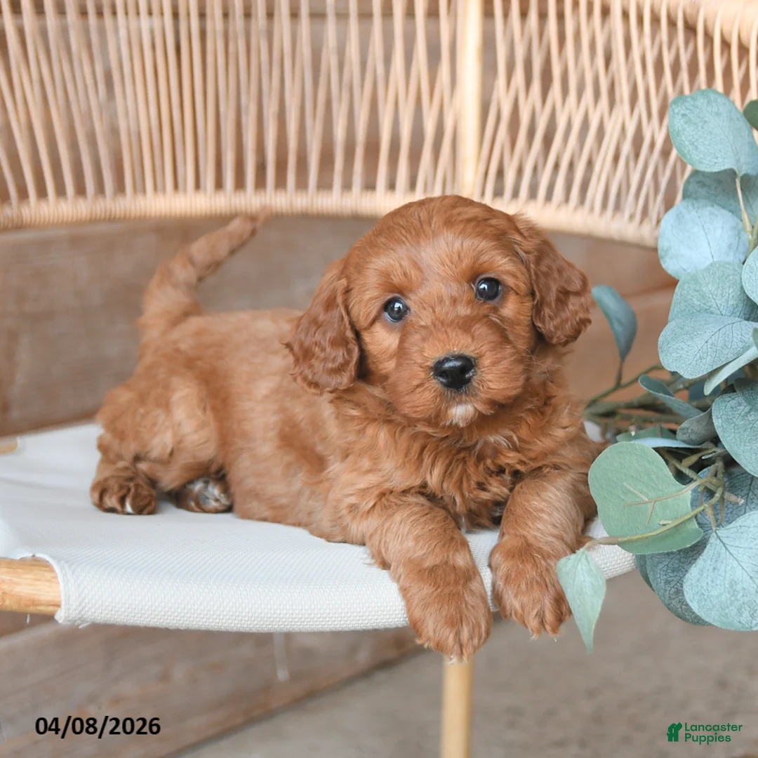 Mini Bernedoodle dogs for sale: Max - Ad 5