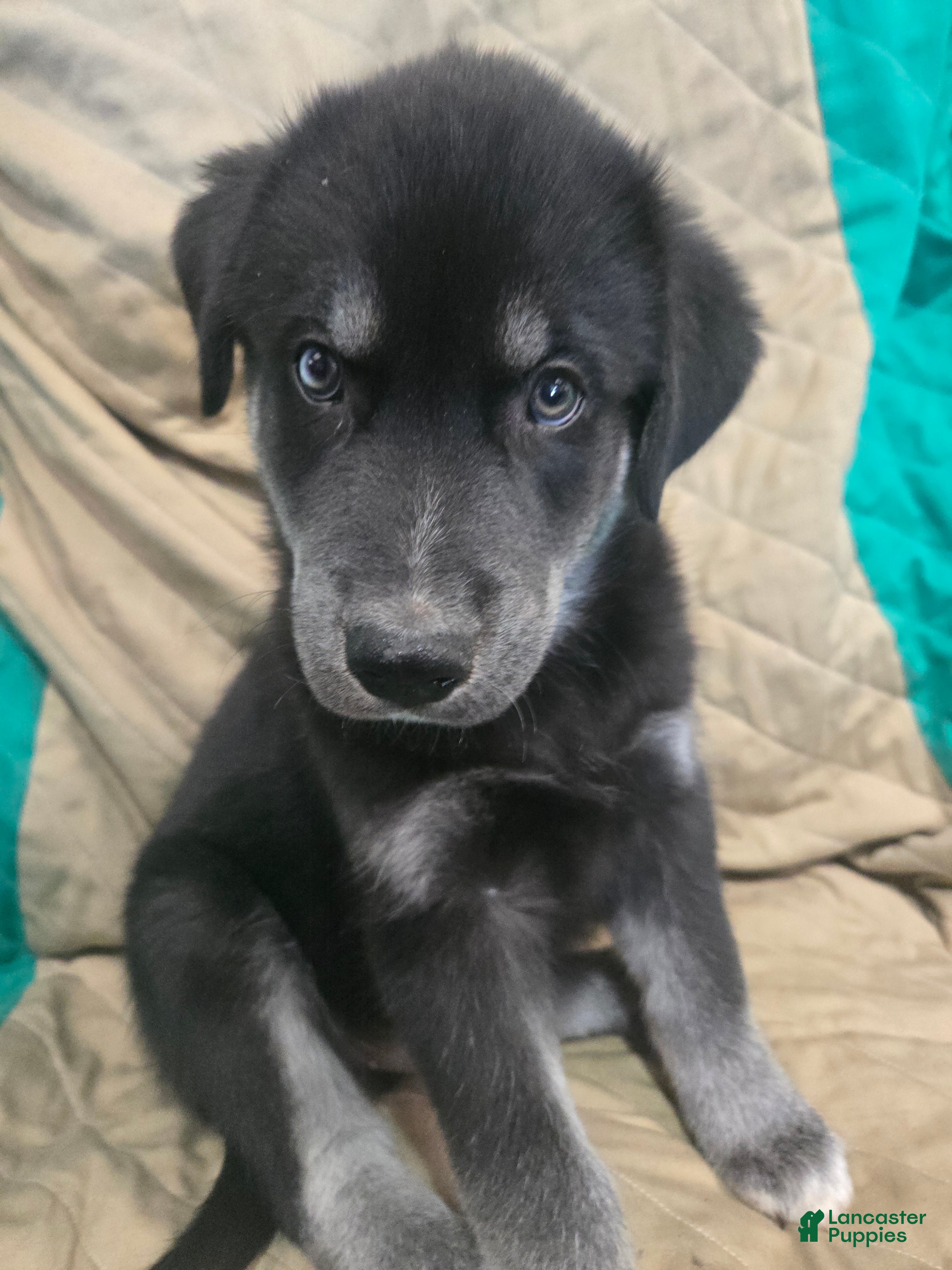 Goberian dogs Goberian white Puppy 4 - Ad 2