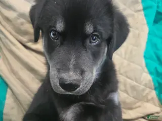 Goberian dogs Goberian white Puppy 4 - Ad 8