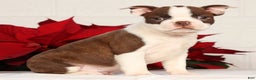 Boston Terrier dogs for sale: Nolan - Ad 1