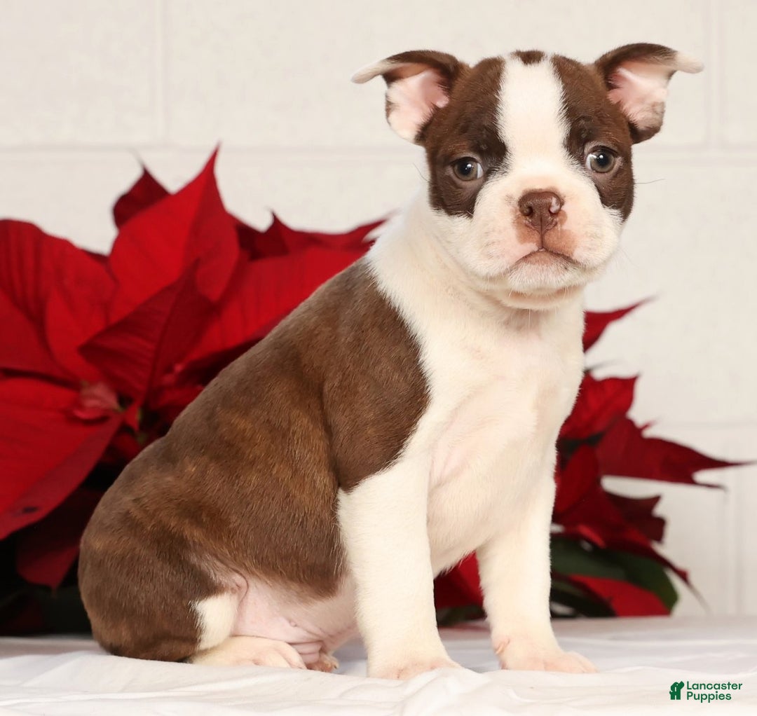 Boston Terrier dogs for sale: Nolan - Ad 1