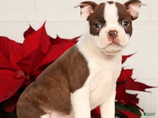 Boston Terrier dogs Nolan - Ad 17