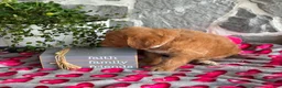 Goldendoodle dogs for sale: Nellie - Ad 9