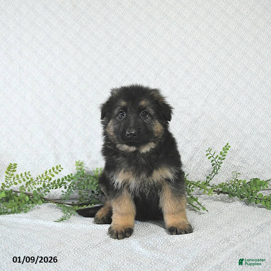 German Shepherd dogs for sale: Rex - Ad 3