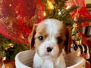 Cavalier King Charles Spaniel dogs Max - Ad 32