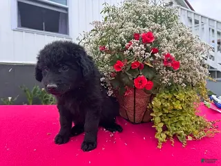 Mixed Breed dogs for sale: Callie - Ad 2