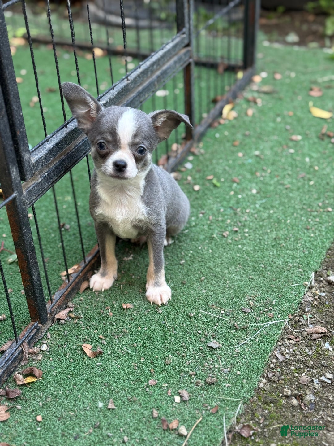 Chihuahua dogs for sale: Blue - Ad 2