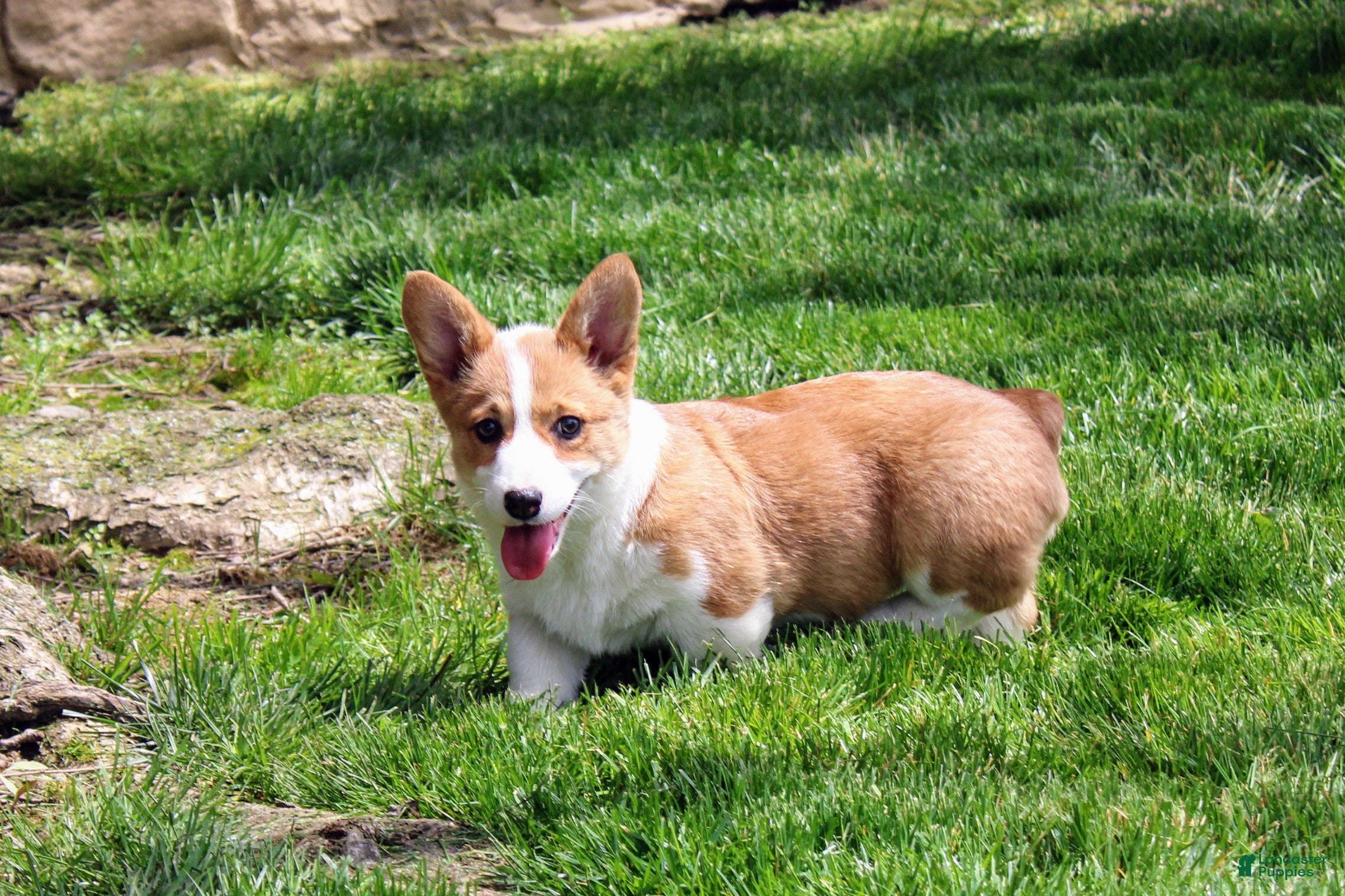 Welsh Corgi Pembroke dogs Chanel(triple clear) AKC - Ad 1