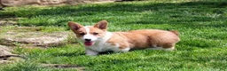Welsh Corgi Pembroke dogs for sale: Chanel(triple clear) AKC - Ad 6