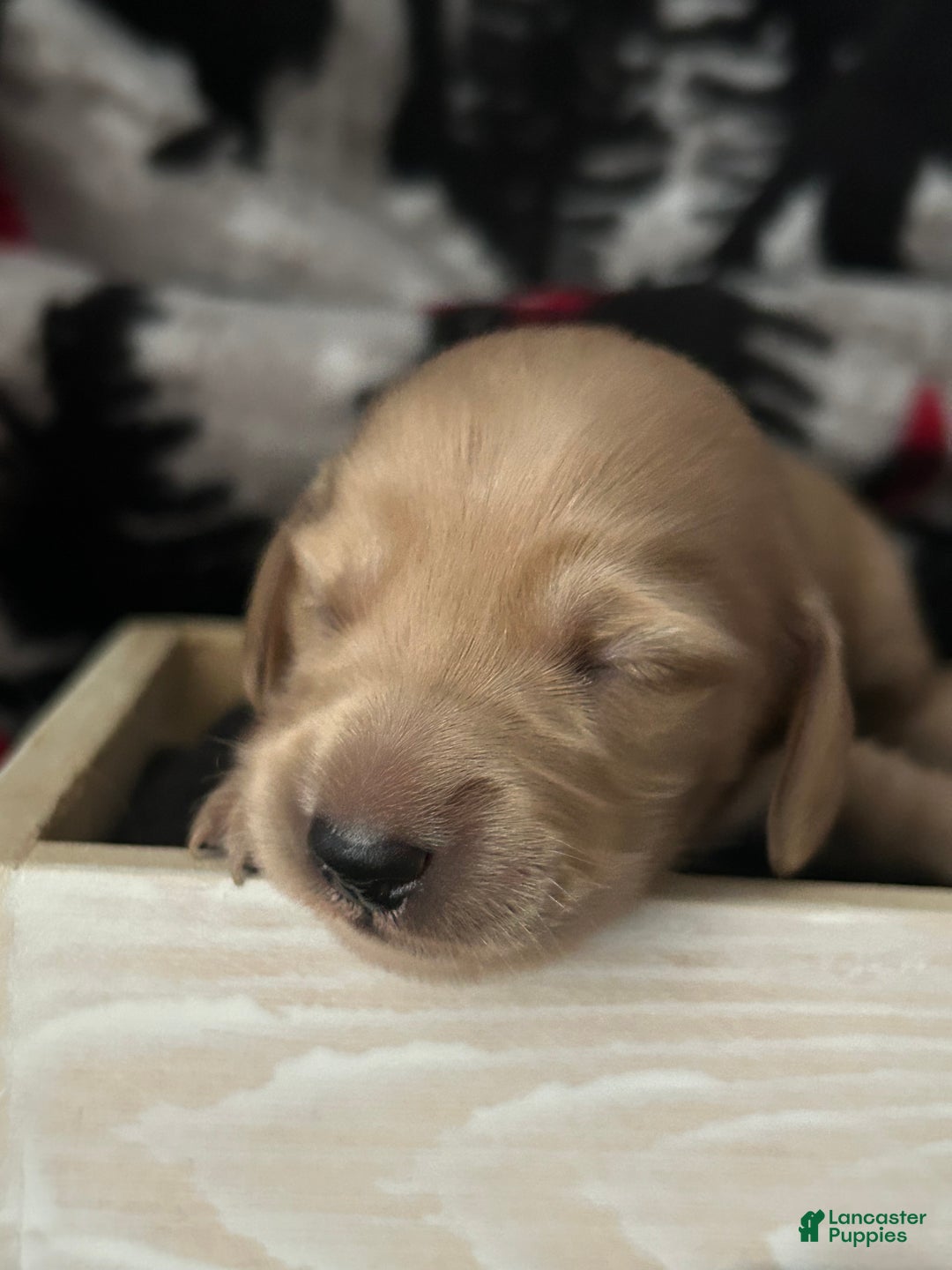 Miniature Dachshund dogs for sale: Miniature Dachshund Puppy 3 - Ad 5