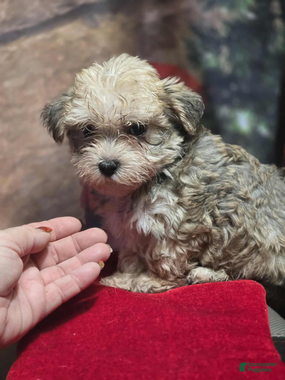 Maltipoo dogs for sale: Albert - Ad 5