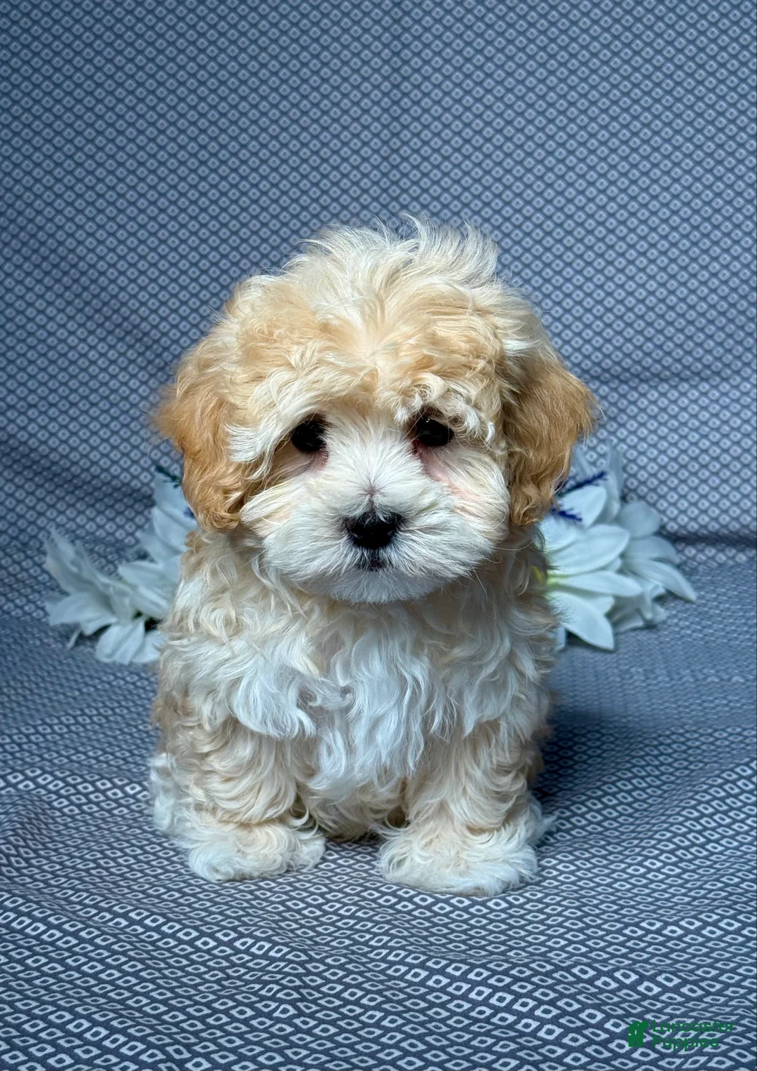 Maltipoo dogs for sale: Max - Ad 1