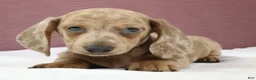 Miniature Dachshund dogs for sale: Sterling 🤍 - Ad 3