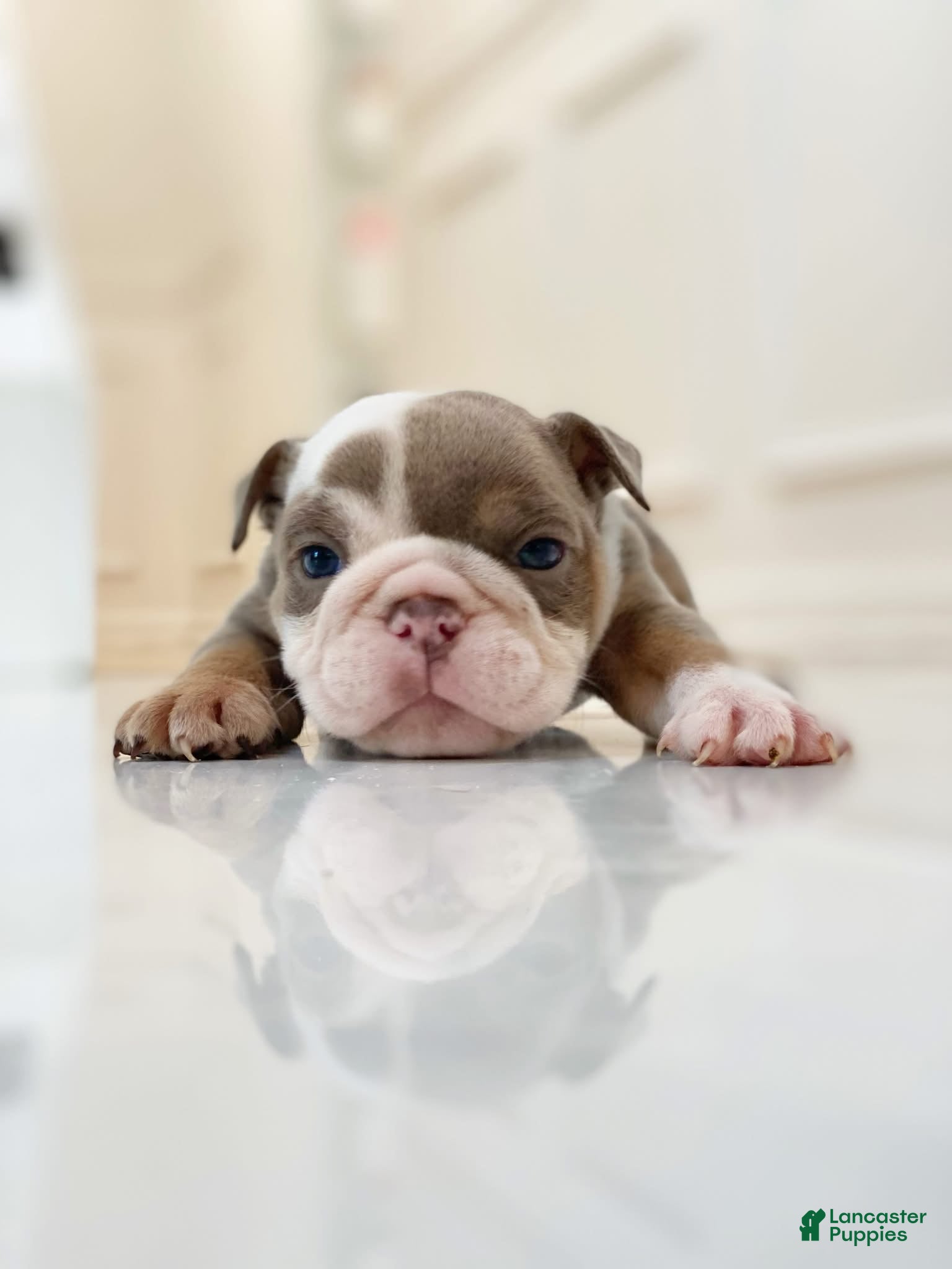 English Bulldog dogs Dicky - Ad 17