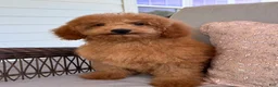 Mini Goldendoodle dogs for sale: Mini Goldendoodle 3 - Ad 4