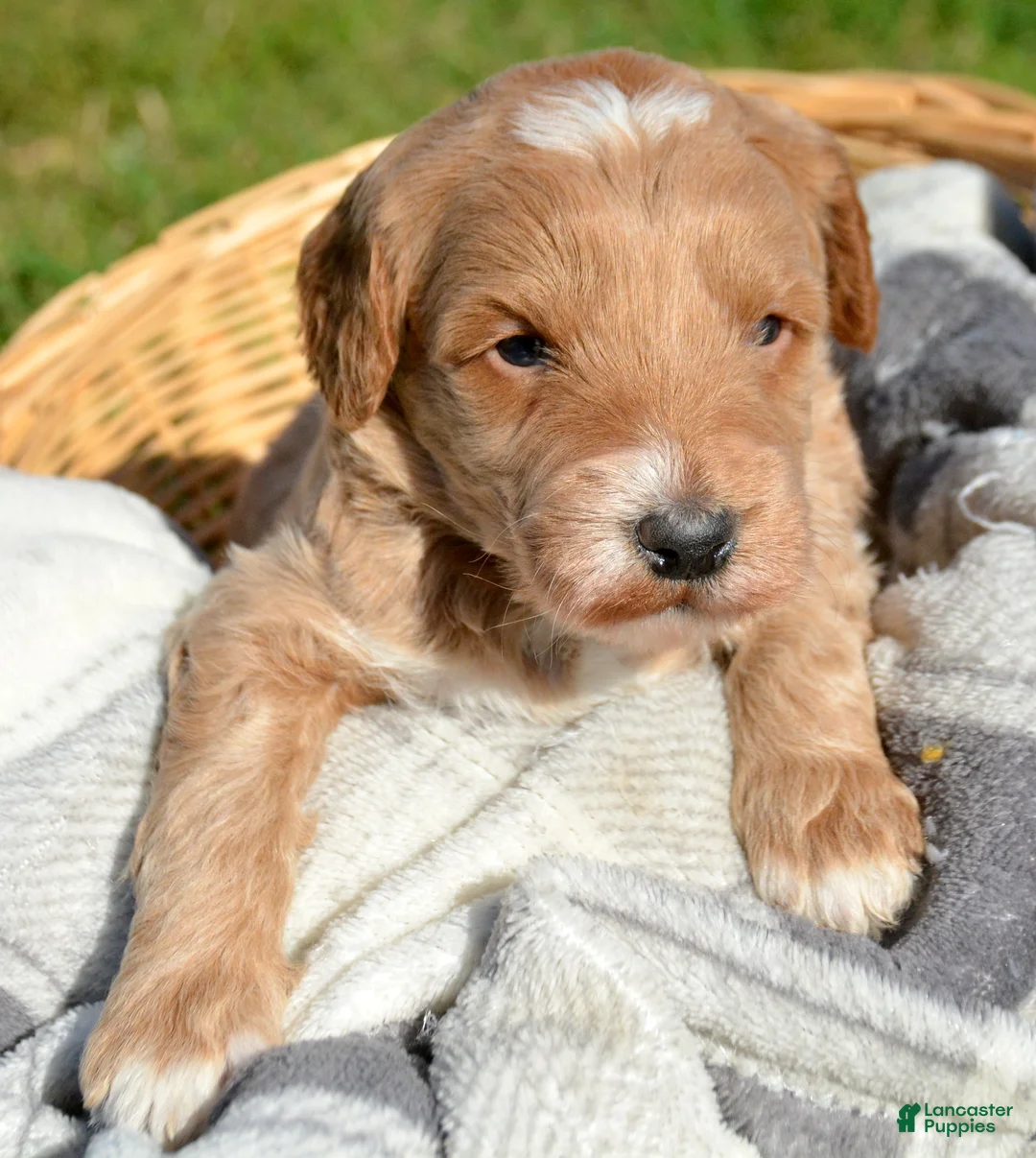 Mini Goldendoodle dogs for sale: Denny Micro GD ML3 - Ad 1