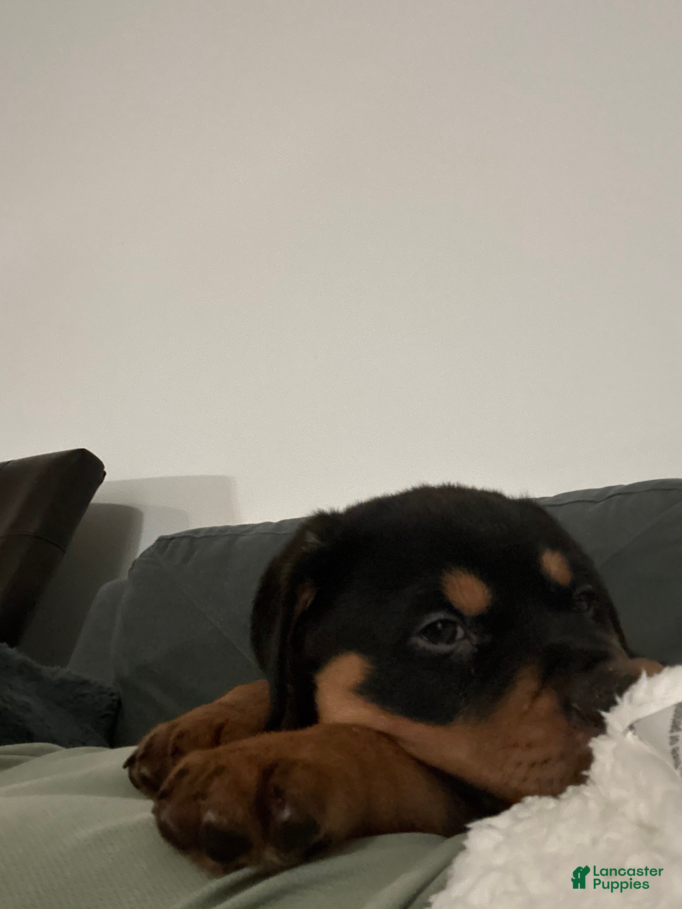 Rottweiler dogs Rottweiler Puppy 1 - Ad 41