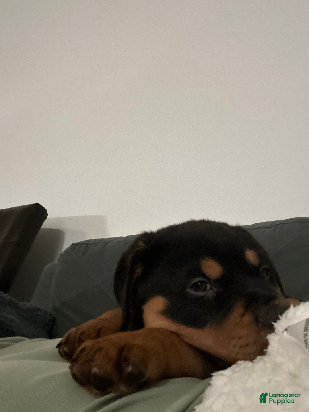 Rottweiler dogs for sale: Rottweiler Puppy 1 - Ad 1