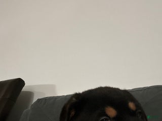 Rottweiler dogs Rottweiler Puppy 1 - Ad 41
