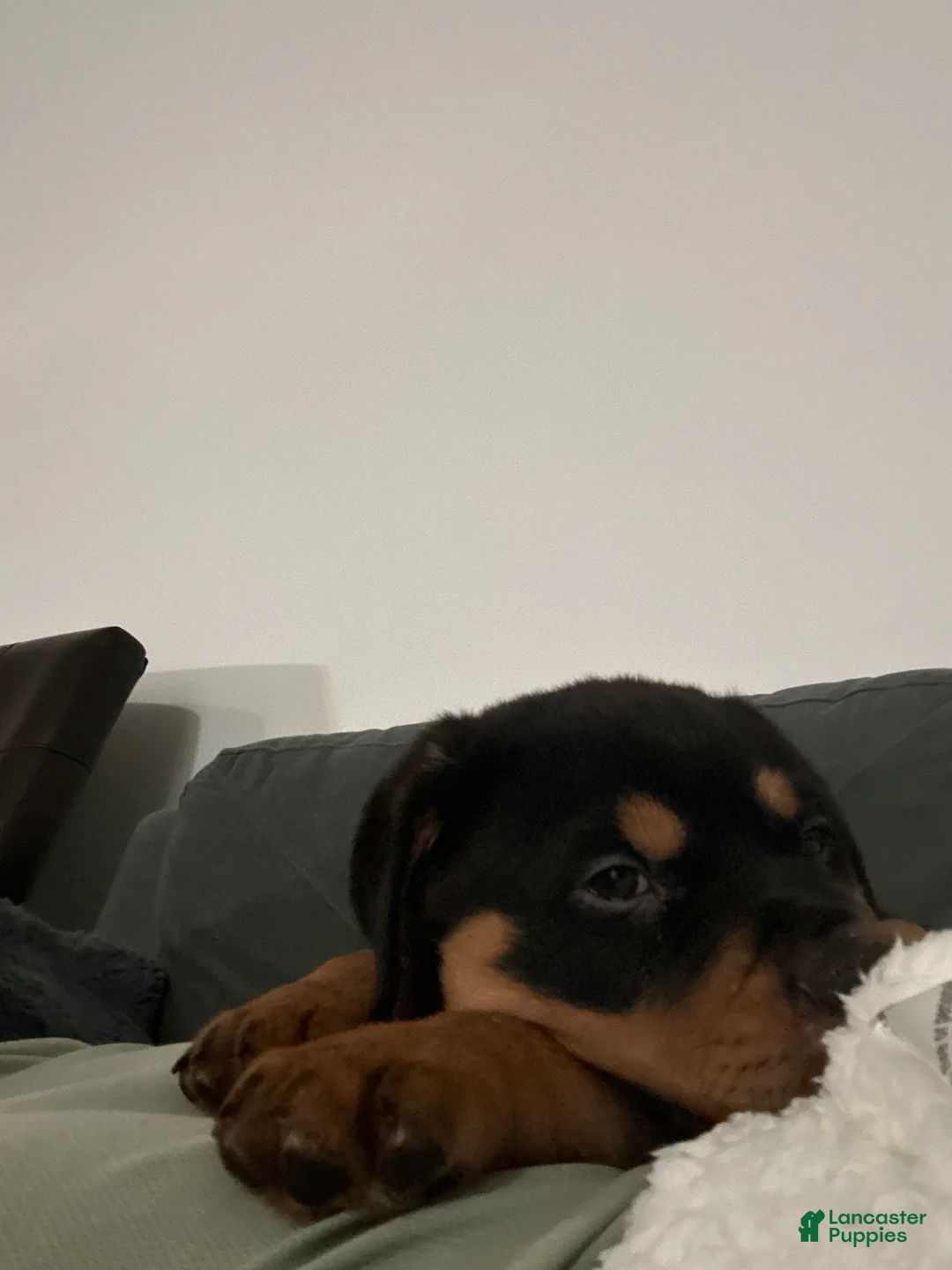 Rottweiler dogs for sale: Rottweiler Puppy 1 - Ad 1