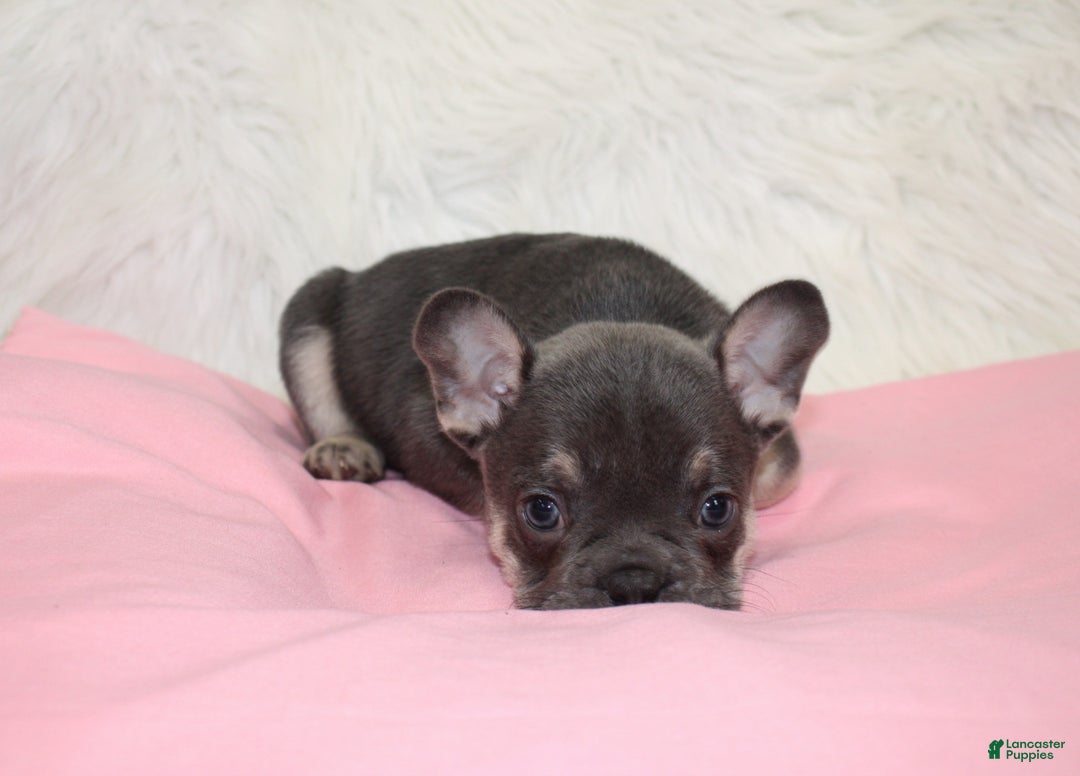 Mixed Breed dogs for sale: Ty - Ad 5