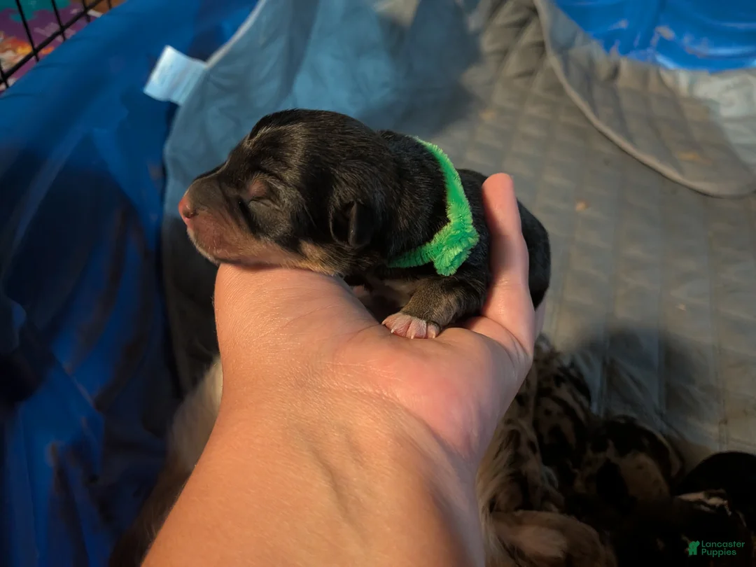 Mixed Breed dogs for sale: Green collar  - Ad 1