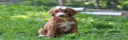 Standard Poodle dogs for sale: Hazel AKC - Ad 3