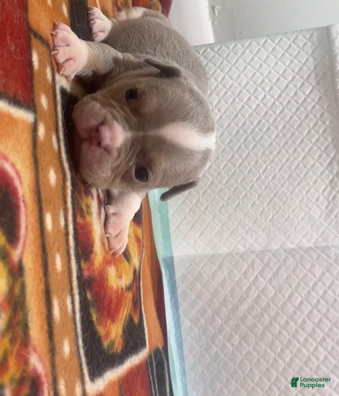 American Bully dogs Socks  - Ad 2