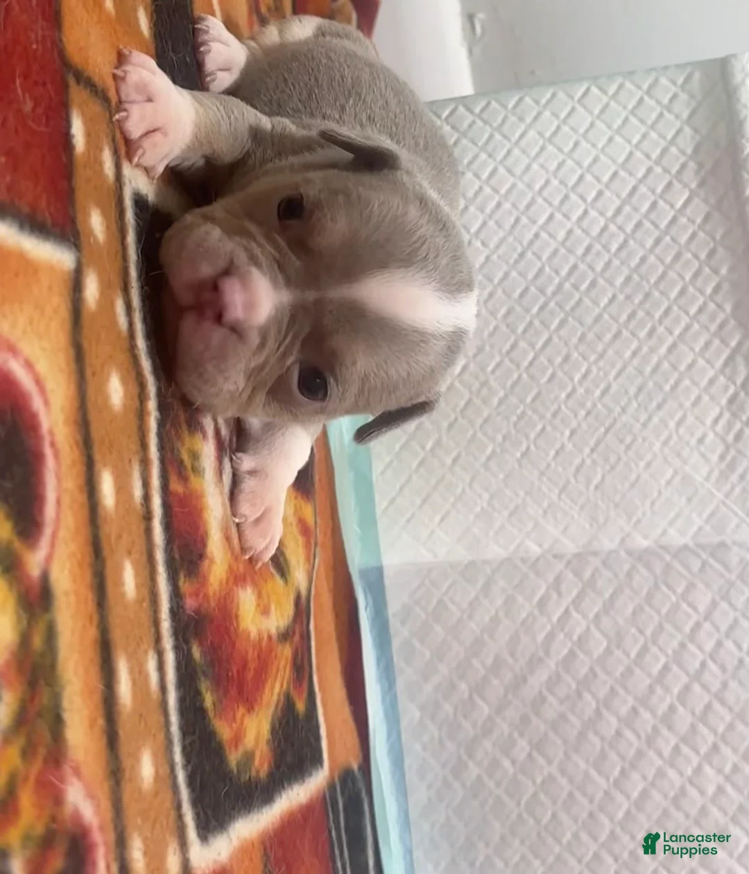 American Bully dogs for sale: Socks  - Ad 2