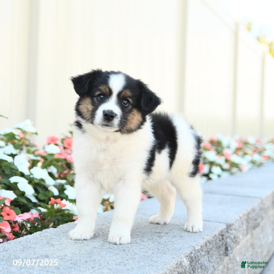 Miniature Australian Shepherd dogs Jack  - Ad 26