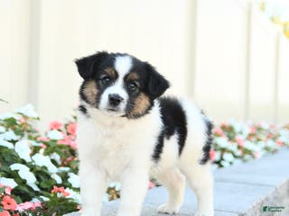 Miniature Australian Shepherd dogs Jack - Ad 40