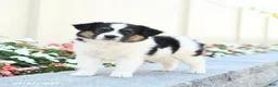 Miniature Australian Shepherd dogs for sale: Jack  - Ad 1