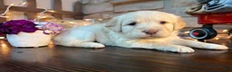 Labradoodle dogs for sale: Carly (Girl) - Ad 3