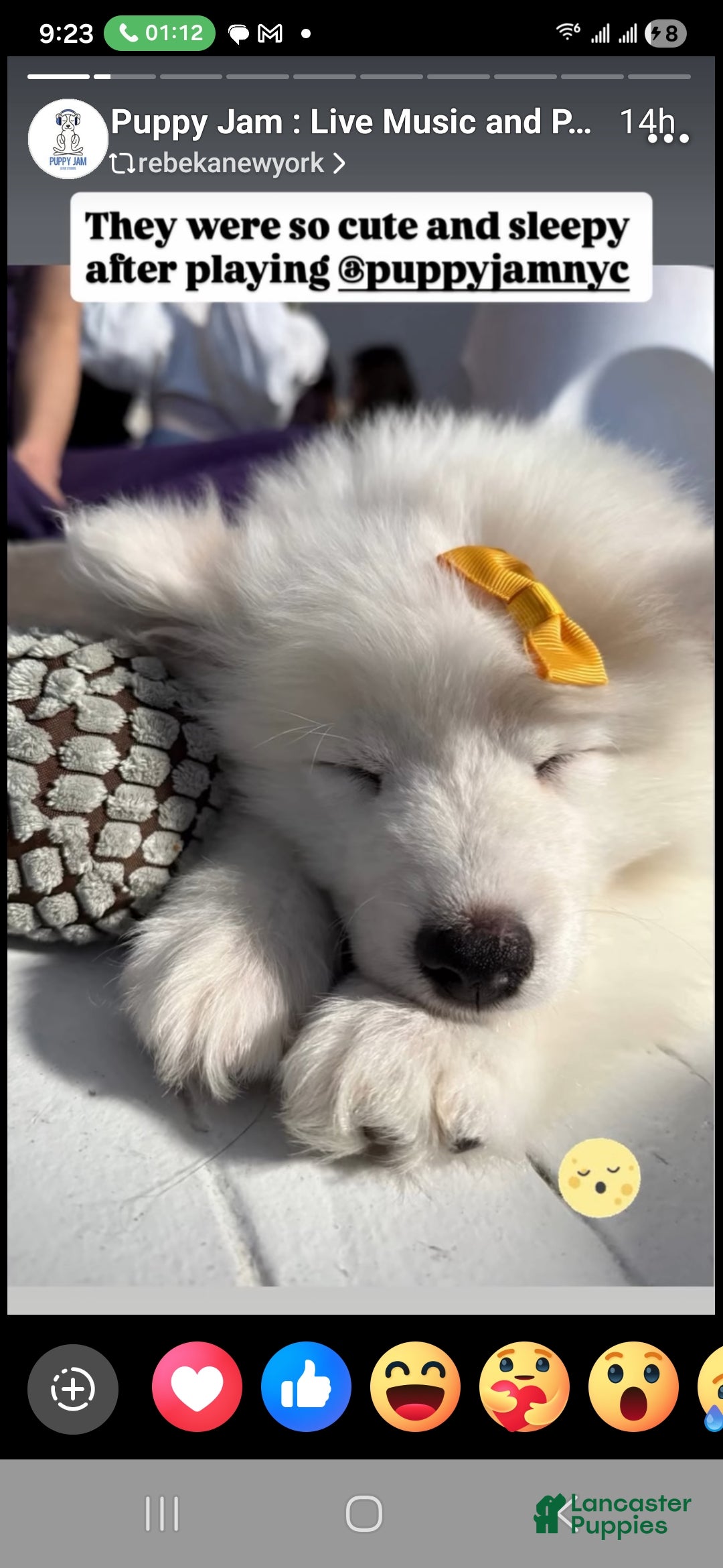 Samoyed dogs for sale: Mellow - Ad 2