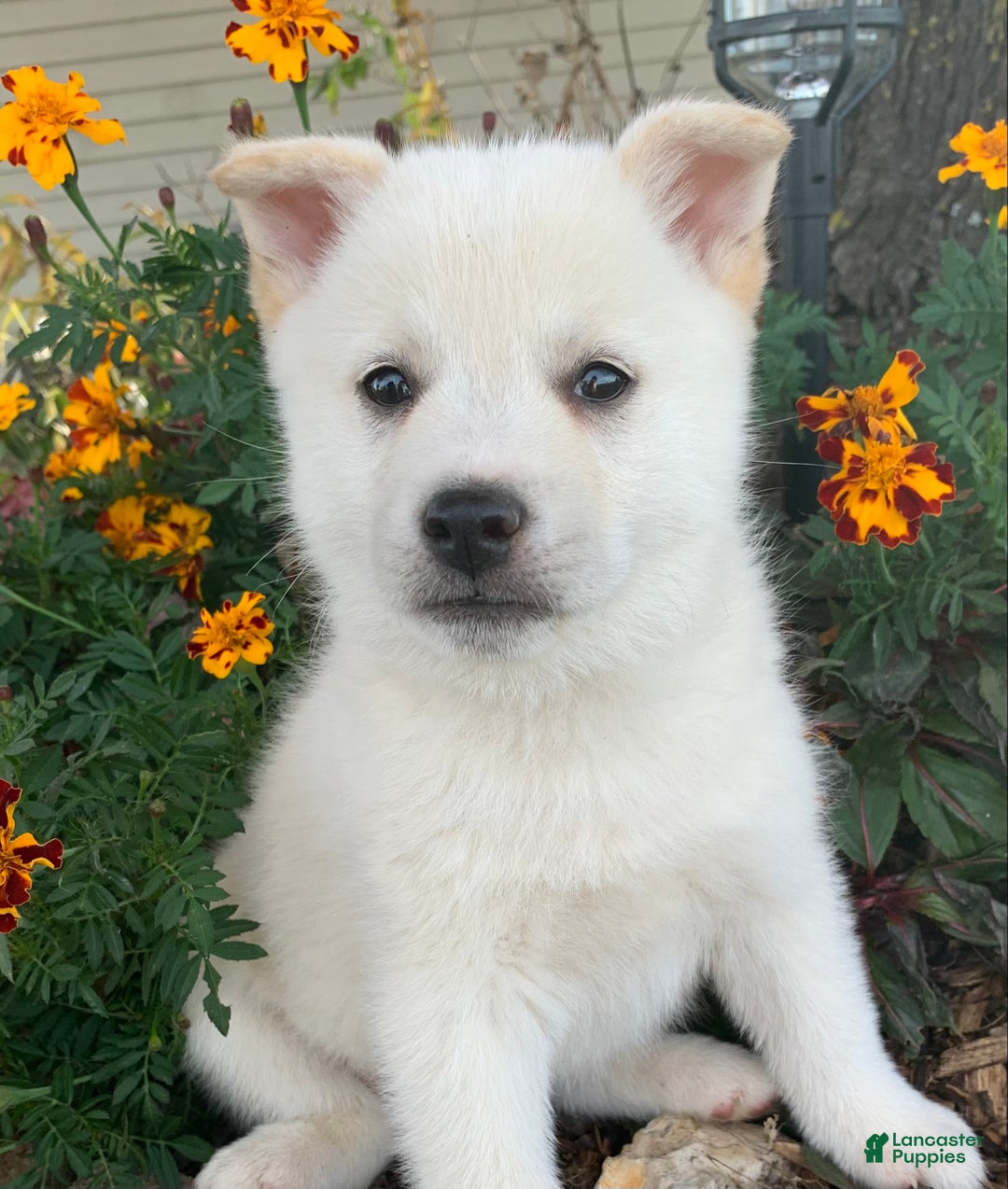 Alaskan Klee Kai dogs for sale: Fun Little Taz~! - Ad 1