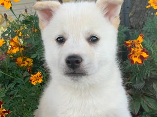 Alaskan Klee Kai dogs Fun Little Taz~! - Ad 6