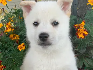 Alaskan Klee Kai dogs Fun Little Taz~! - Ad 6