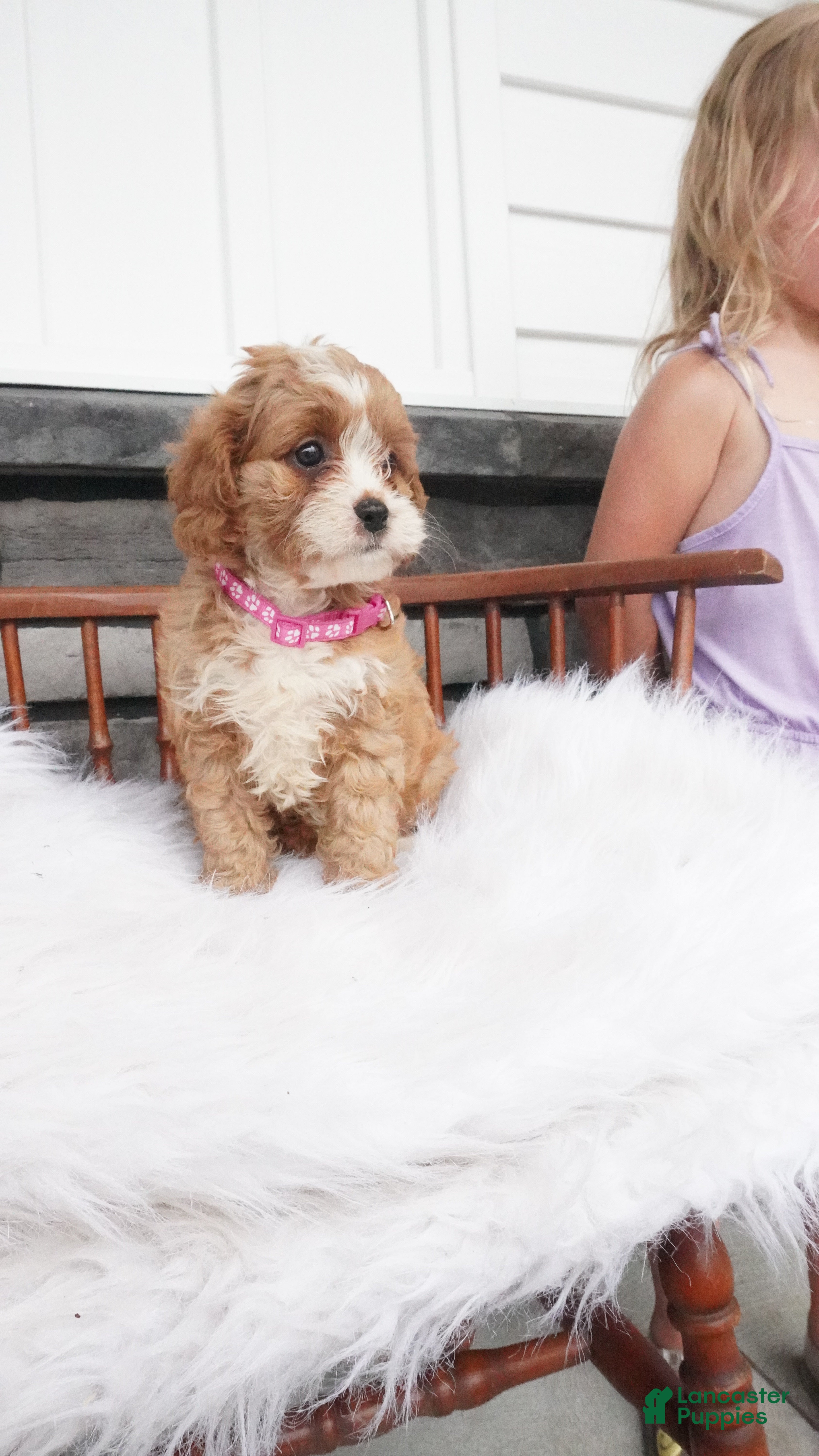 Cavapoo dogs Jewel - Ad 1