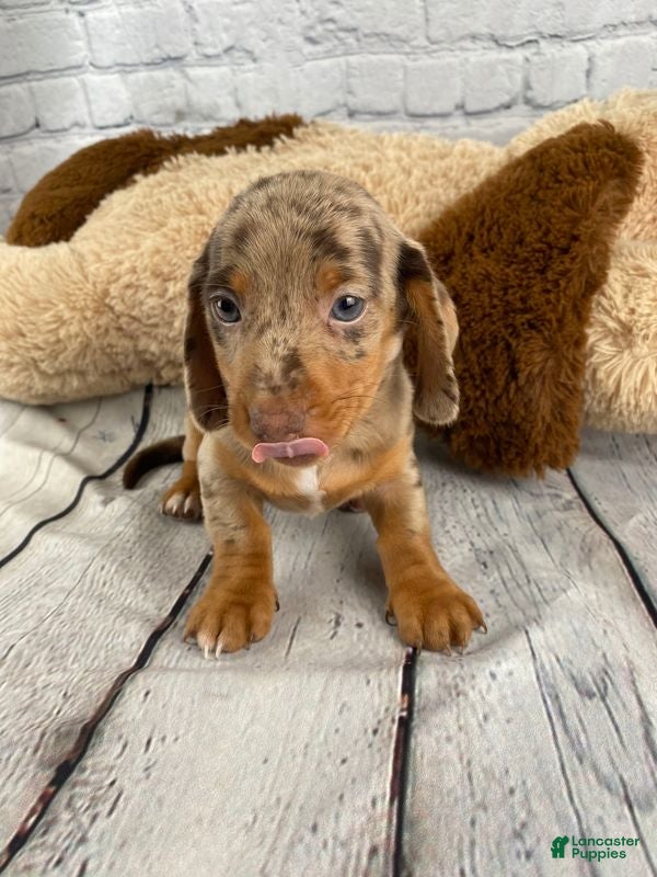 Miniature Dachshund dogs Tucker - Ad 2