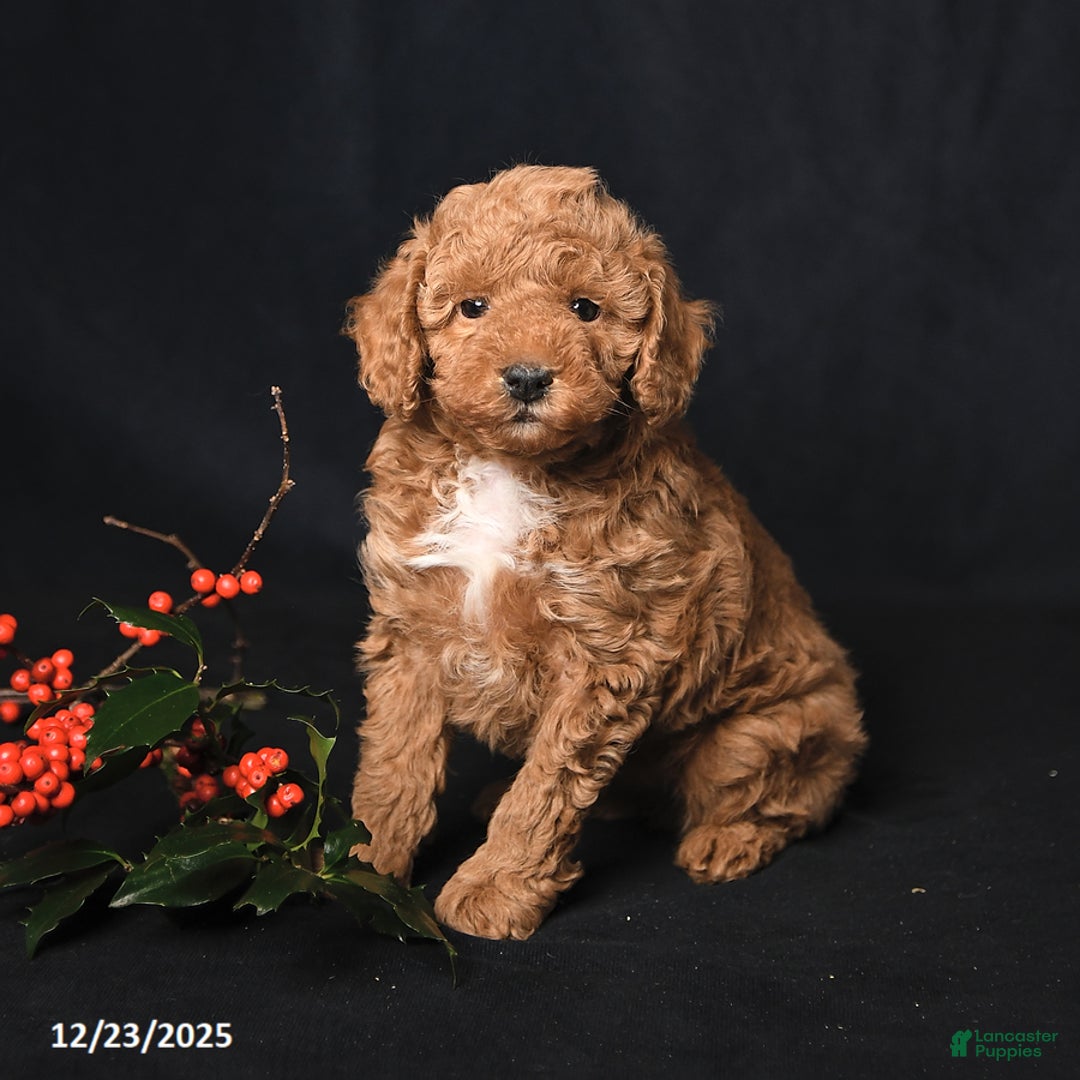Toy Poodle dogs for sale: Kaden - Ad 4