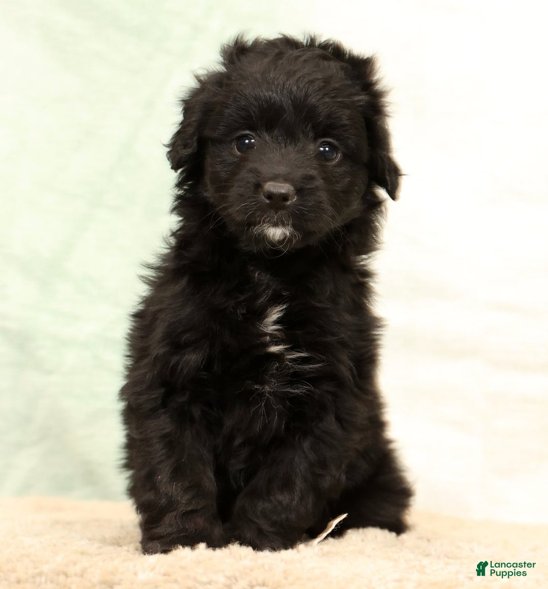 Mini Aussiedoodle dogs for sale: Suzie - Ad 2