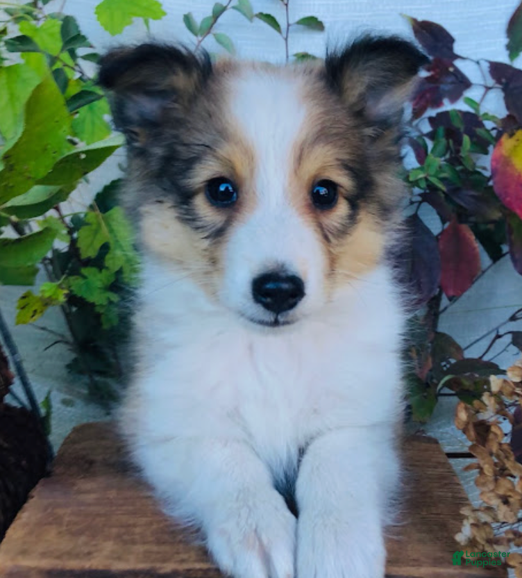 Shetland Sheepdog dogs Weston - Ad 4