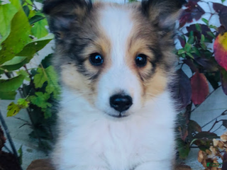 Shetland Sheepdog dogs Weston - Ad 20