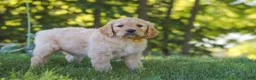 Mixed Breed dogs for sale: Jano - Ad 5