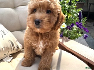 Cavapoo dogs - Ad 2