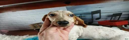 Miniature Dachshund dogs for sale: Sugar pies blue eyed white boy. Hand delivery  - Ad 5