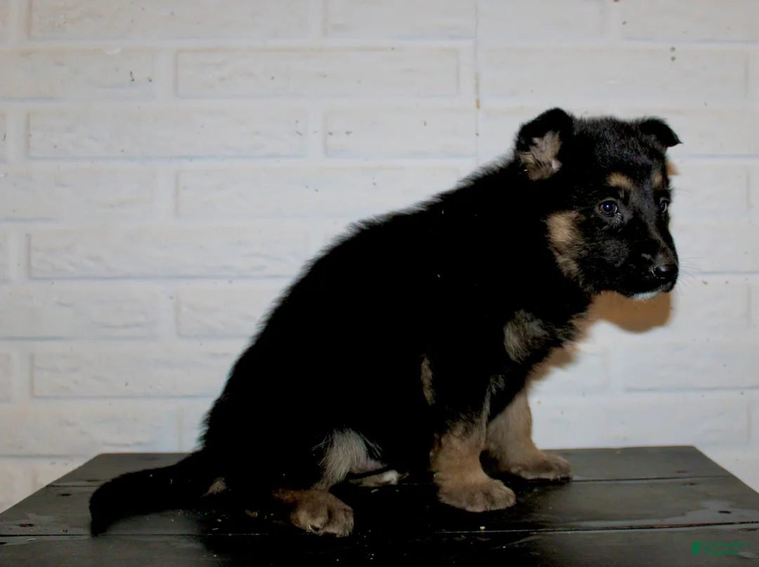 German Shepherd dogs for sale: Macy  - Ad 5