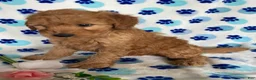 Mini Goldendoodle dogs for sale: Willie - Ad 3