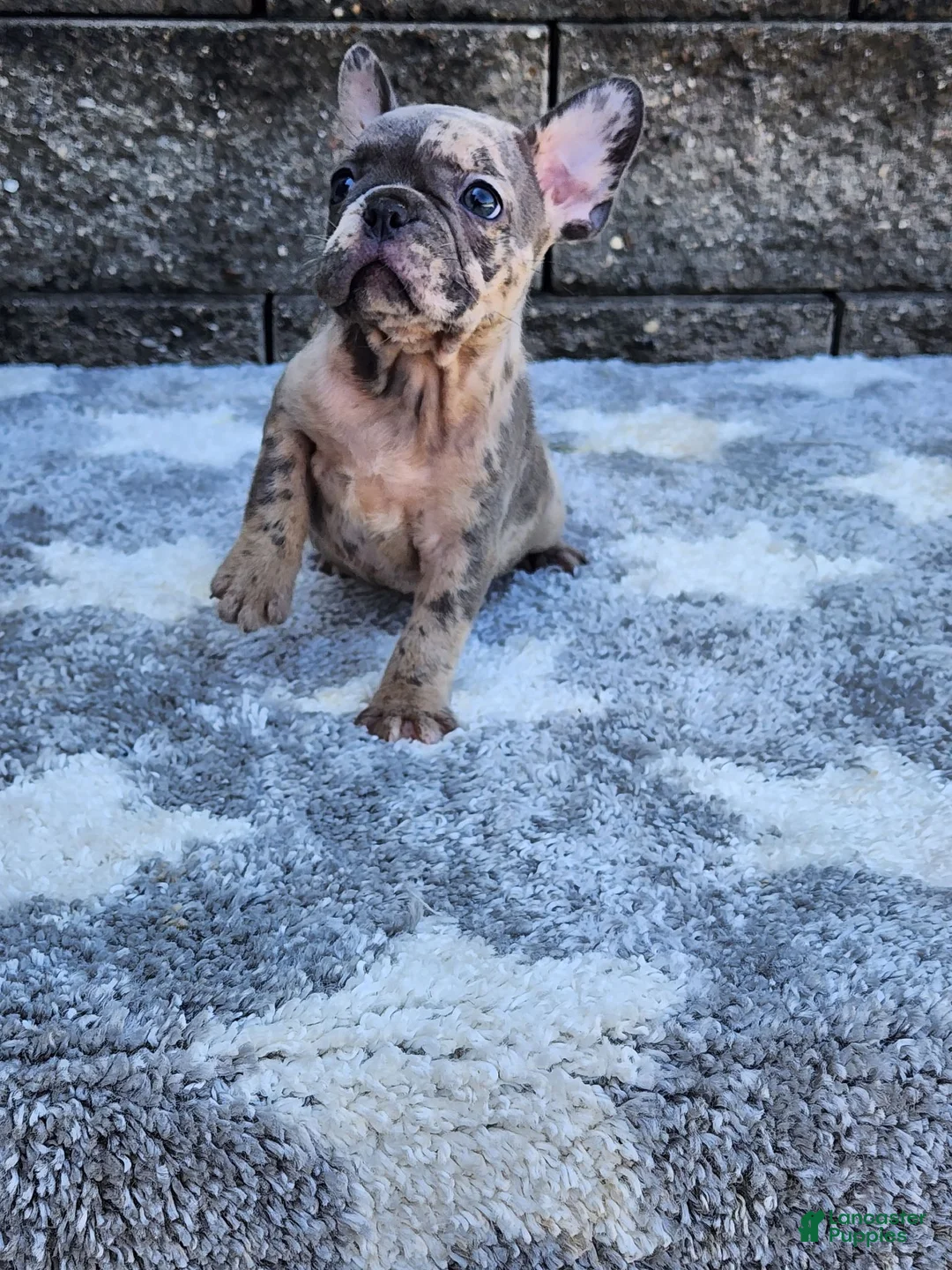 French Bulldog dogs for sale: Daisy - Ad 2