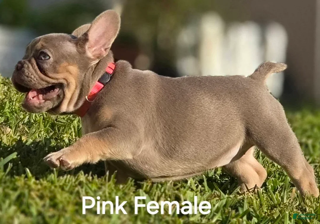 French Bulldog dogs for sale: AKC French Bulldog Pink Princess 🩷 - Ad 4